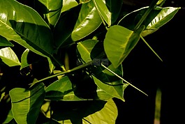 植物,刺,柑橘