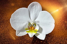 蘭花,花,開花