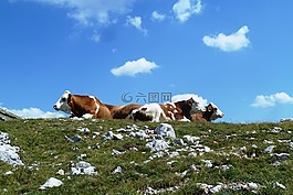 奶牛,高山,山