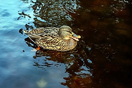 鴨,鳥,水禽