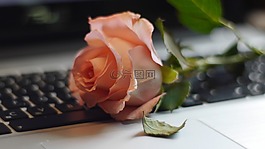 玫瑰,鍵盤,靜物