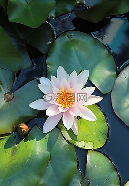 睡蓮,鮮花,水生植物