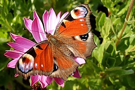 花,蝴蝶,昆蟲
