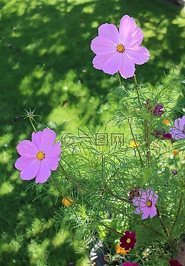 宇宙,鮮花,花園