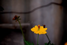 花,自然,花的