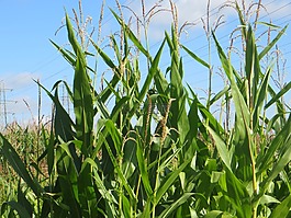 玉米,天空,農(nóng)業(yè)