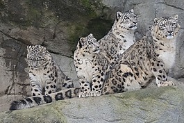 動物園,動物,雪豹