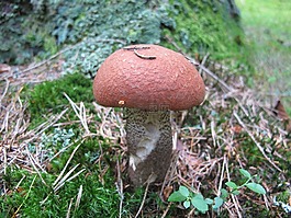 菌,橙樺木,森林