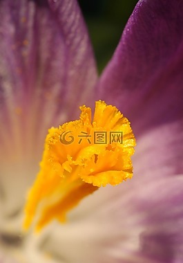 番紅花,春天,花卉