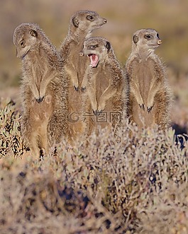 獴,南非,outshoorn