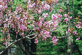 花,桃花,季節(jié)