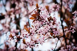 櫻花,樹,鮮花
