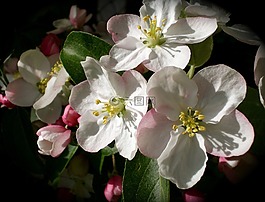 蘋果花,蘋果,春天