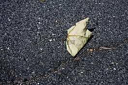 葉子,干,秋季