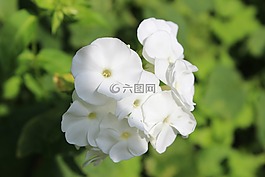 性質(zhì),廠,花