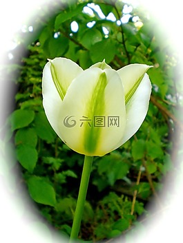郁金香,白,春天