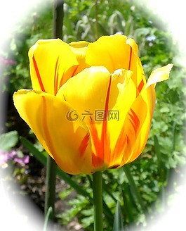 郁金香,黃色,鮮花