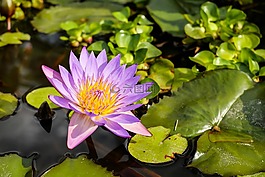 睡蓮,花,開(kāi)花