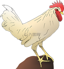 公雞,動(dòng)物,鳥