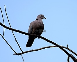 自然,鳥,野生動(dòng)物