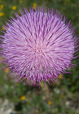 野花,紫色,水飞蓟免费可商用水飞蓟,野花,性质免费可商用水旁小城野花