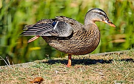 鴨,鳥,水禽
