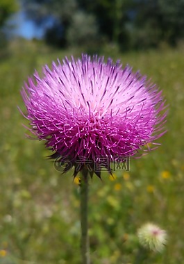 野花,水飛薊,花卉