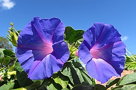 藍(lán)色,鮮花,植物區(qū)系