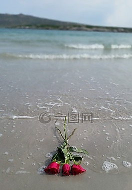 玫瑰,海灘,水