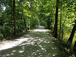 徑,公園,徒步旅行
