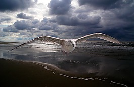 janvangent,海灘,和平