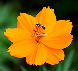 自然,花,昆蟲
