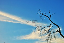 干燥处,树,干