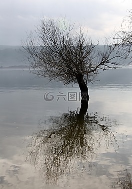 湖,樹,反射