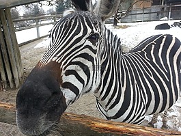 斑馬,動(dòng)物園,動(dòng)物