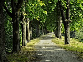 大道,板栗大道,樹木