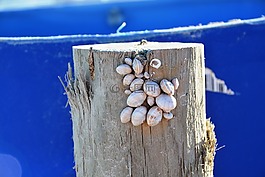 貽貝,蝸牛,藍(lán)色