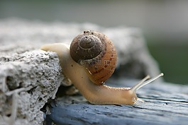 蝸牛,殼,爬行