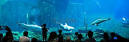 水族館,海豚,水下