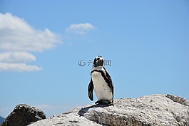 企鵝,海灘,南非