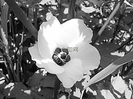 花,黑色和白色,白
