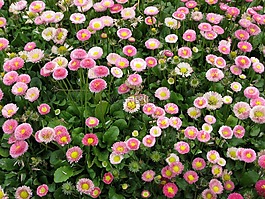 鮮花,葉,黛西