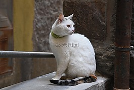 貓,戶外,自然