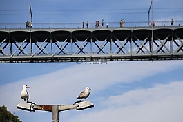 橋,海鷗,藍(lán)色