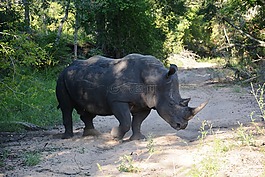犀牛,野生動(dòng)物園,動(dòng)物