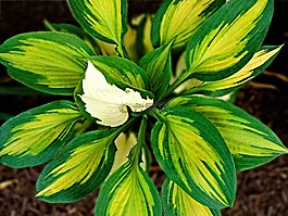 玉簪,綠色,植物