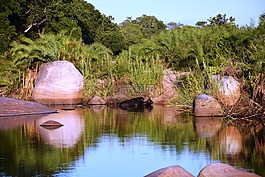 水牛,上午,野生動(dòng)物園
