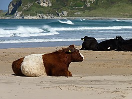 奶牛,海灘,海