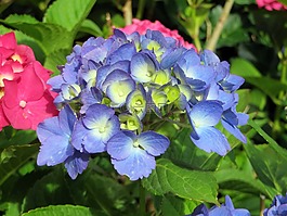 繡球花,藍色,八仙花