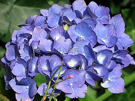 繡球花,藍(lán)色,八仙花